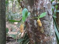 Vallee de Mai