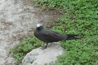 Vogelinsel Aride