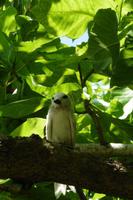 Vogelinsel Aride