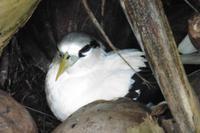 Vogelinsel Aride