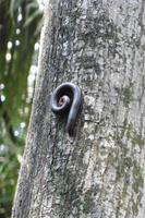 Vogelinsel Aride