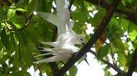 Vogelinsel Cousin, Feenseeschwalben