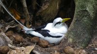 Vogelinsel Cousin, Weißschwanz-Tropikvogel