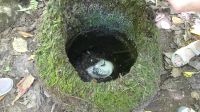 Vogelinsel Cousin, Weißschwanz-Tropikvogel