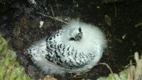 Vogelinsel Cousin, Weißschwanz-Tropikvogel