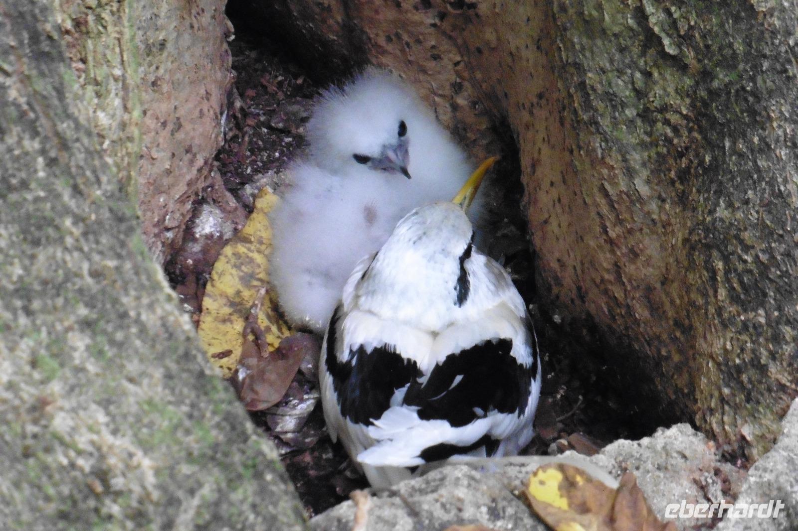Vogelinsel Cousin