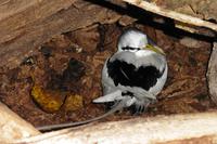 Vogelinsel Cousin