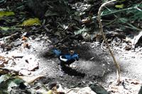 Vogelinsel Cousin