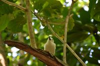 Vogelinsel Cousin