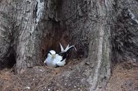 Vogelinsel Cousin