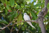 Vogelinsel Cousin
