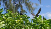Vogelinsel Cousin