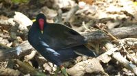 Vogelinsel Cousin