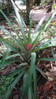 Wildwachsende Ananas