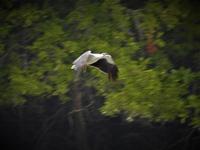 ? Adler Langkawi