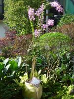 Orchidee benannt nach Angela Merkel