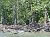 Mangrovenwald