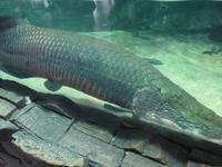 Größter Süsswasserfisch der Welt