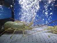Singapur - Clarke Quay