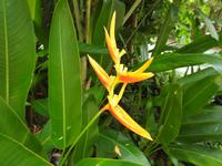 Orchideen Garten - Singapur