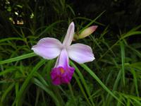 Orchideen Garten - Singapur