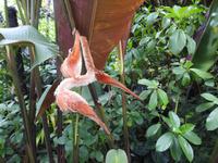 Orchideen Garten - Singapur