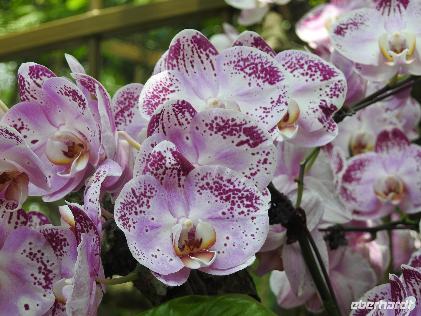 Orchideen Garten - Singapur