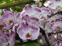 Orchideen Garten - Singapur