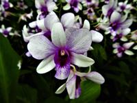 Orchideen Garten - Singapur