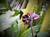 Orchideen Garten - Singapur