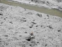 Krabben und Schlammspringer - Langkawi