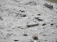 Krabben und Schlammspringer - Langkawi