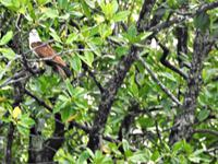 Weißkopfseeadler Langkawi