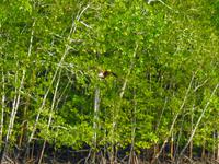 Weißkopfseeadler Langkawi