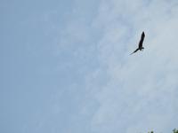 Weißkopfseeadler Langkawi