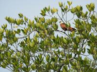Weißkopfseeadler Langkawi