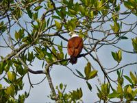 Weißkopfseeadler Langkawi