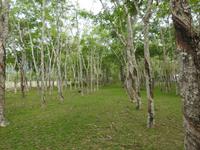 Kautschukfarm Langkawi
