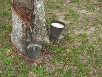 Kautschukfarm Langkawi