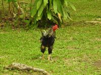 Kautschukfarm Langkawi