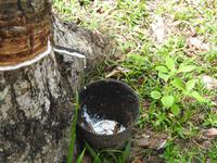 Kautschukfarm Langkawi