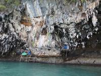 Wächter der Schwalbennester