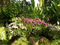 Orchideengarten Singapur