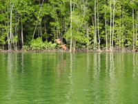 Seeadler vor Mangroven - Langkawi