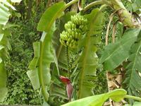 Bananen