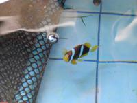 Findet Nemo!