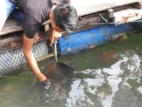 Fischfarm Langkawi