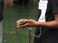 Fischfarm Langkawi