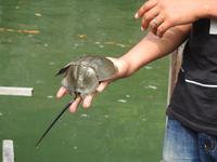 Fischfarm Langkawi