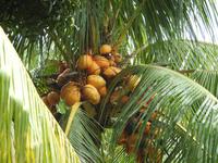 Kokosnüsse